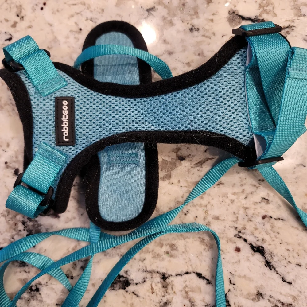 Cat harness lol